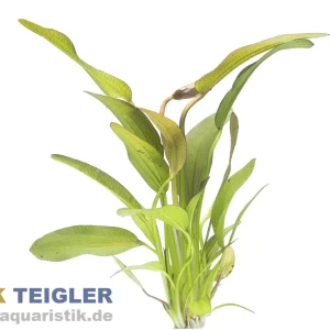 Sonderaktion Echinodorus Hot Pepper, im Topf